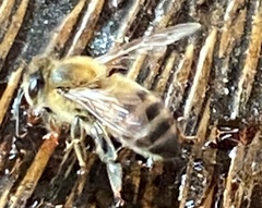 Apis mellifera