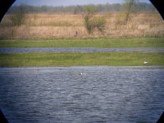 Sterna hirundo longipennis