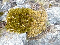 Aciphylla simplex