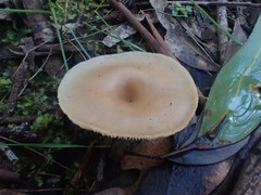Singerocybe clitocyboides