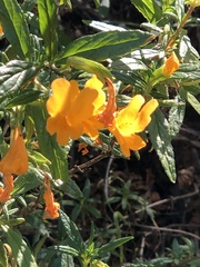 Diplacus aurantiacus