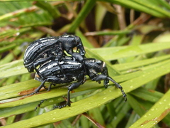 Lyperobius hudsoni
