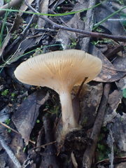 Singerocybe clitocyboides