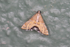 Petrophila daemonalis