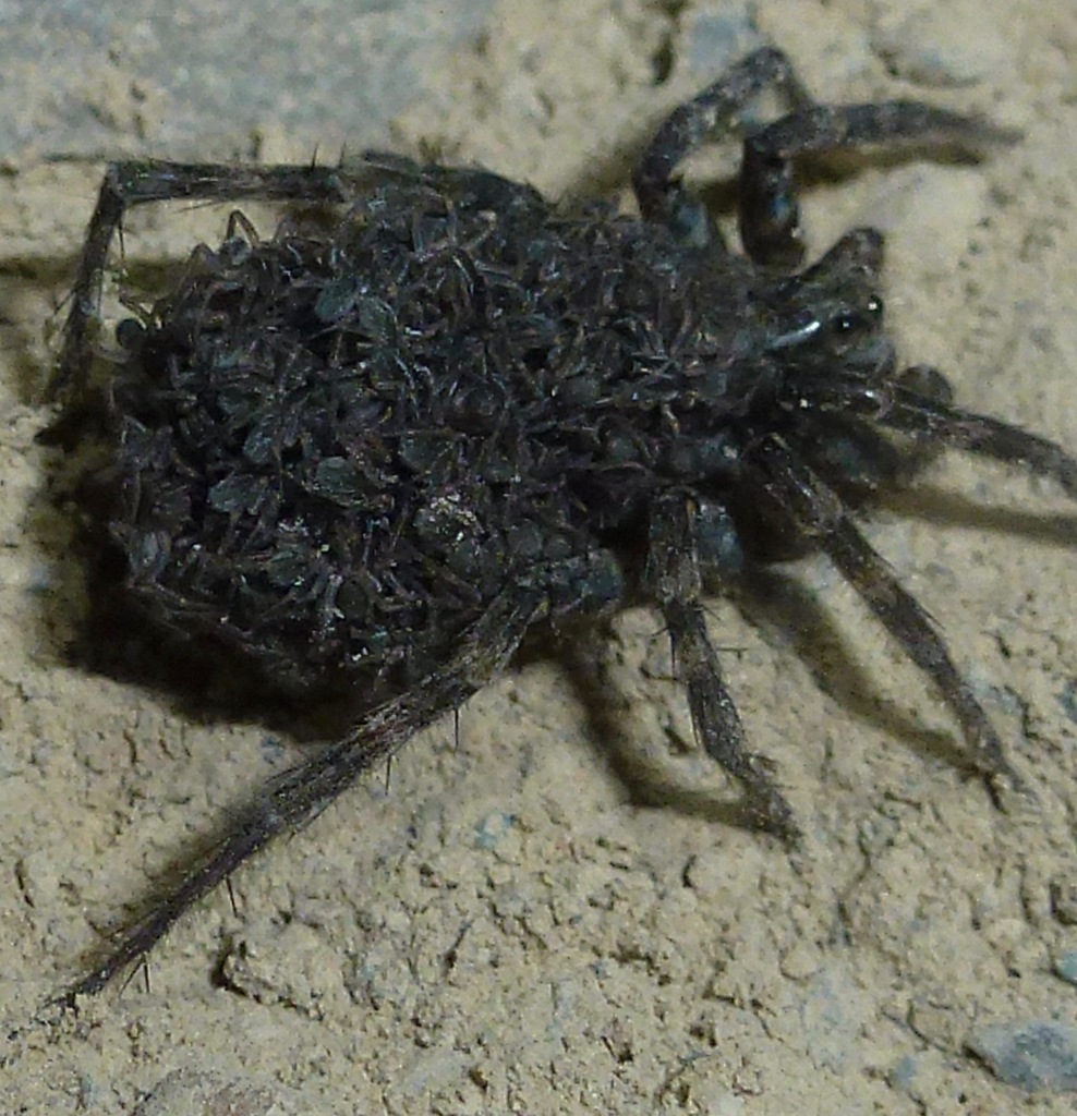 Anoteropsis from Fiordland National Park, New Zealand on January 4