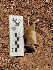 Reithrodontomys zacatecae