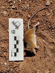 Reithrodontomys zacatecae