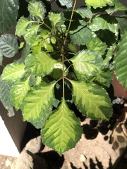 Polyscias guilfoylei