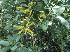 Nicotiana glauca
