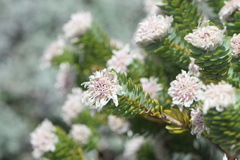 Lachnaea macrantha