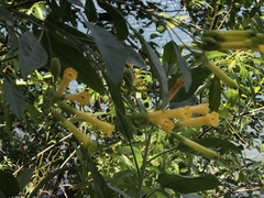 Nicotiana glauca