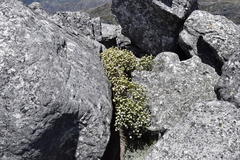Lachnaea macrantha