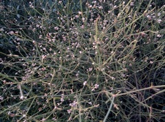 Alternanthera filifolia