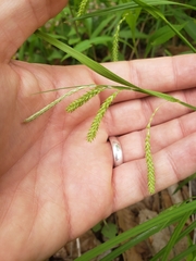 Carex prasina