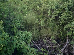Alternanthera filifolia