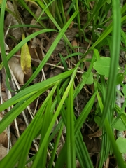 Carex prasina