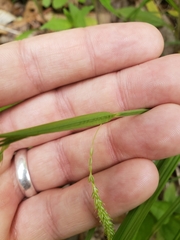 Carex prasina