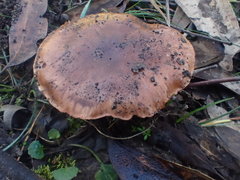 Tricholoma eucalypticum