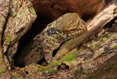 Aristelliger praesignis