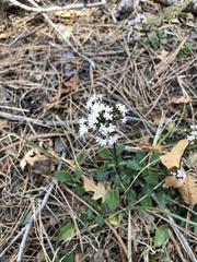 Valeriana arizonica