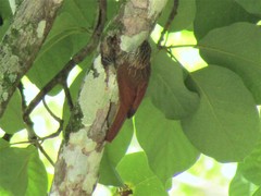 Lepidocolaptes souleyetii