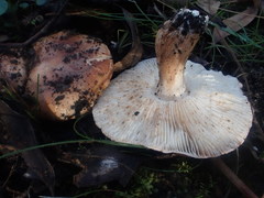 Tricholoma eucalypticum