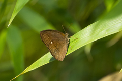 Forsterinaria quantius