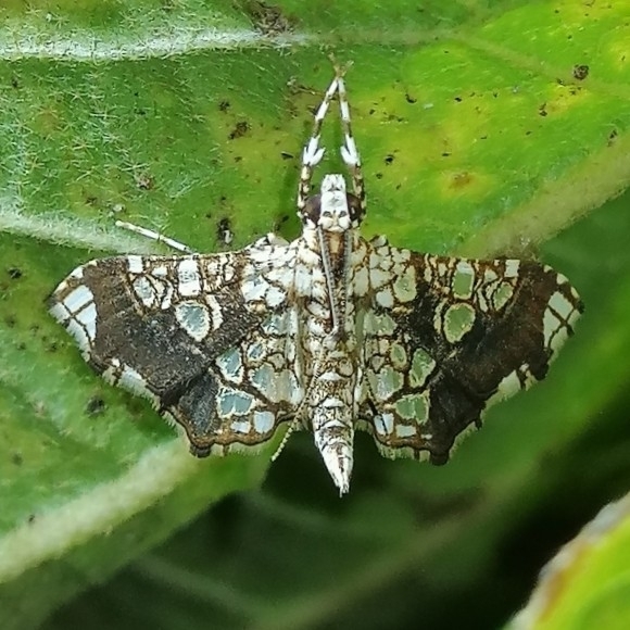 Sisyracera subulalis