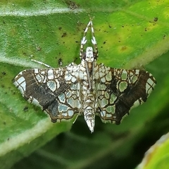 Sisyracera subulalis
