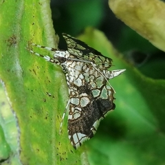 Sisyracera subulalis