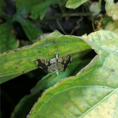 Sisyracera subulalis
