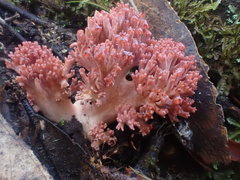 Ramaria botrytoides