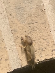 Gryllotalpidae
