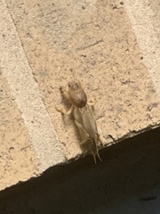 Gryllotalpidae