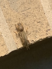 Gryllotalpidae