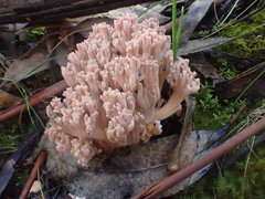 Ramaria botrytoides