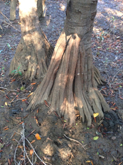 Pelliciera rhizophorae
