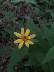 Heliopsis gracilis