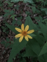 Heliopsis gracilis