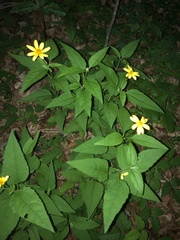 Heliopsis gracilis