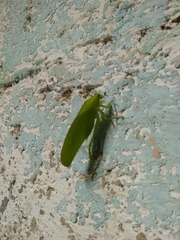 Tettigoniidae