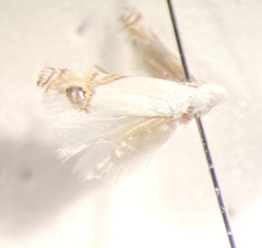 Paraleucoptera heinrichi