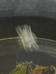 Paraleucoptera heinrichi