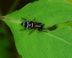 Sergiolus
