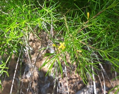 Persoonia pauciflora