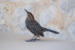 Campylorhynchus brunneicapillus