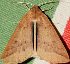 Cycloprorodes melanoxysta