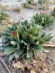 Limonium ramosissimum