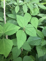 Phaseolus polystachios