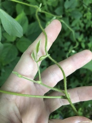 Phaseolus polystachios